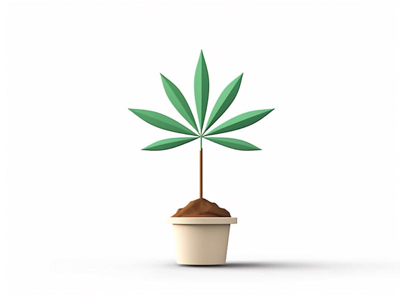 Eine minimalistische, geometrische Darstellung eines wachsenden Cannabispflanzensprösslings. Es steht für das Gründen eines neuen Aufstrebenden Clubs in Duisburg.